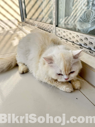 Persian Female Cat
